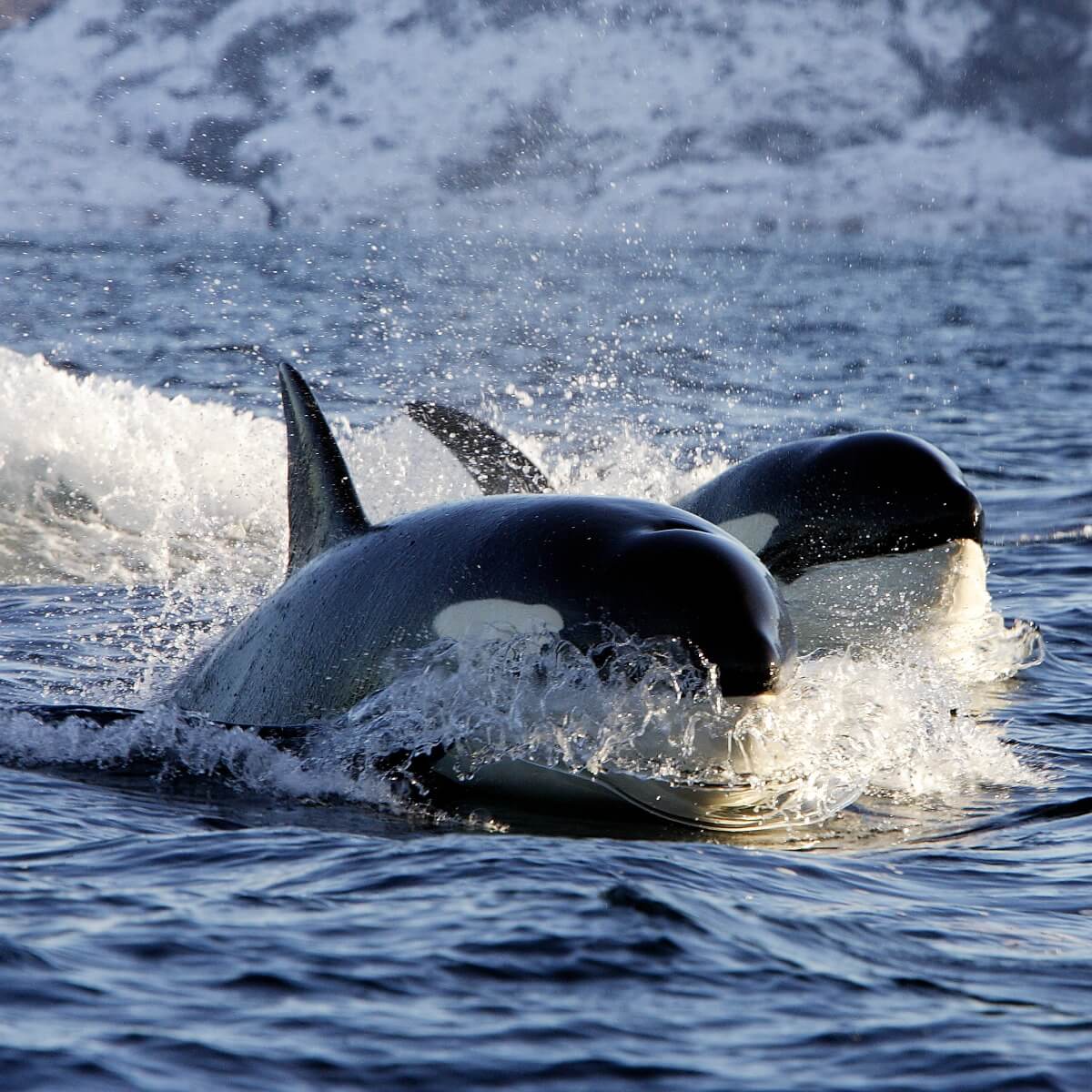 Warum Orcas unsere Meere am Leben halten