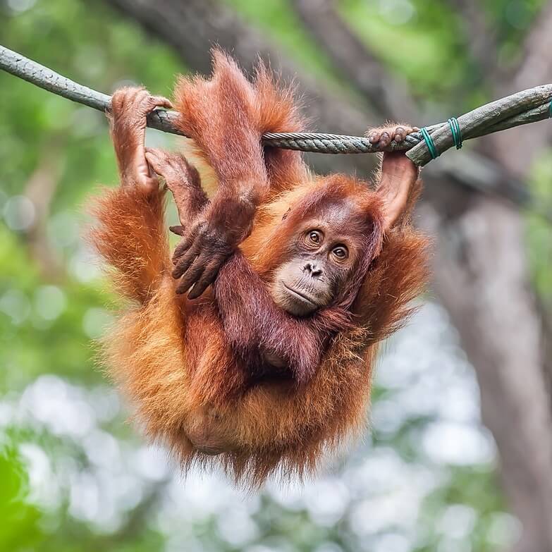 Alternativen zum Zoobesuch