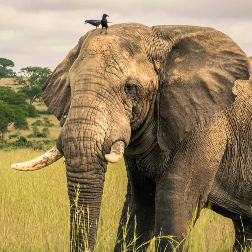 Wildtier-Abenteuer für Kinder: Spannende Fakten über Tiere